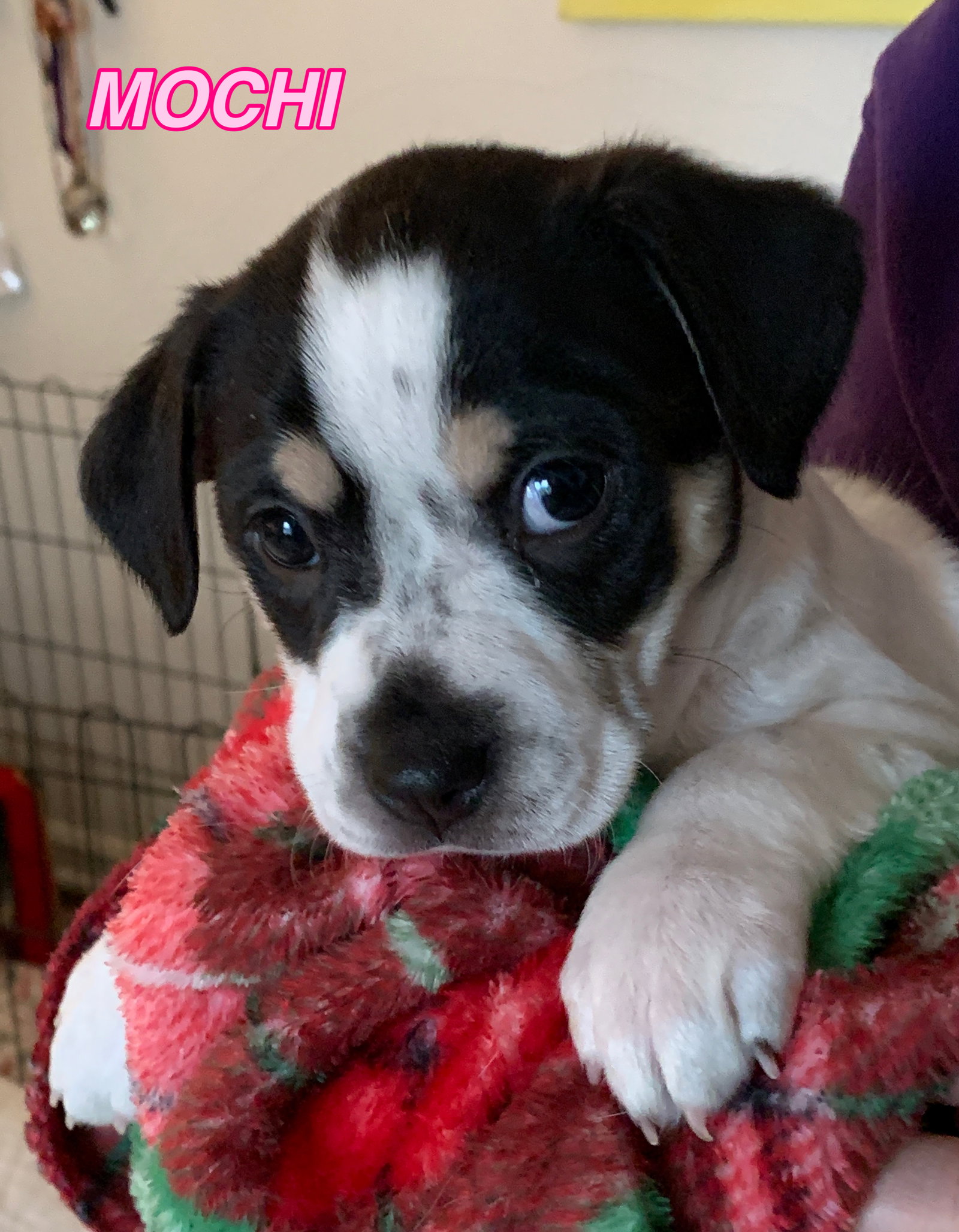 Dog for Adoption Mochi Tofu Litter, a Rat Terrier in Centerville