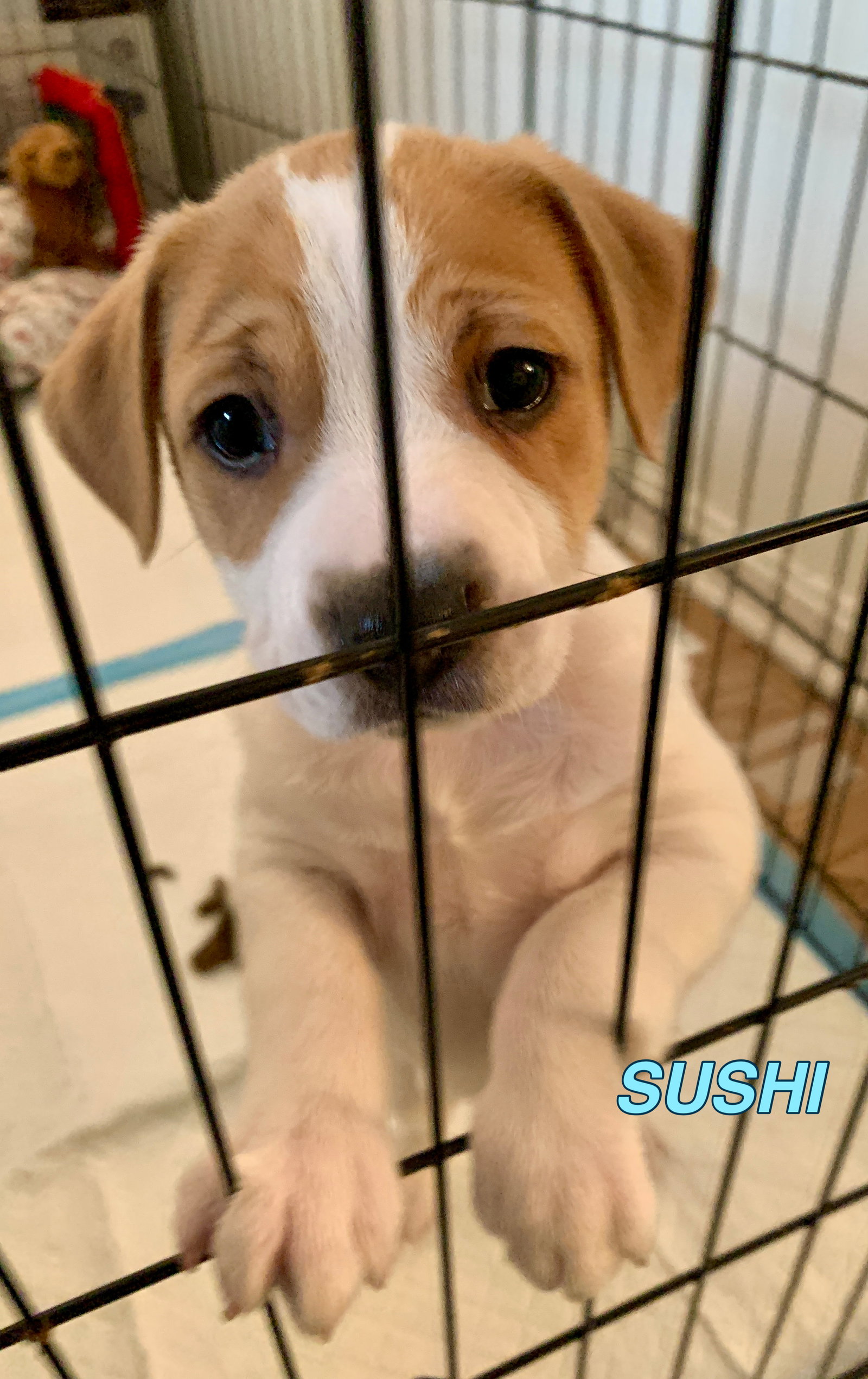 Dog for Adoption Sushi Tofu Litter, a Rat Terrier in Kettering, OH