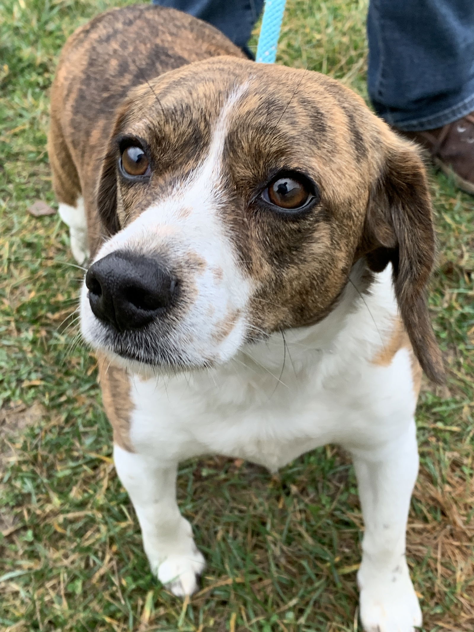 Dog for Adoption - Daisy Duke 2023, a Beagle in Amelia, OH | Alpha Paw