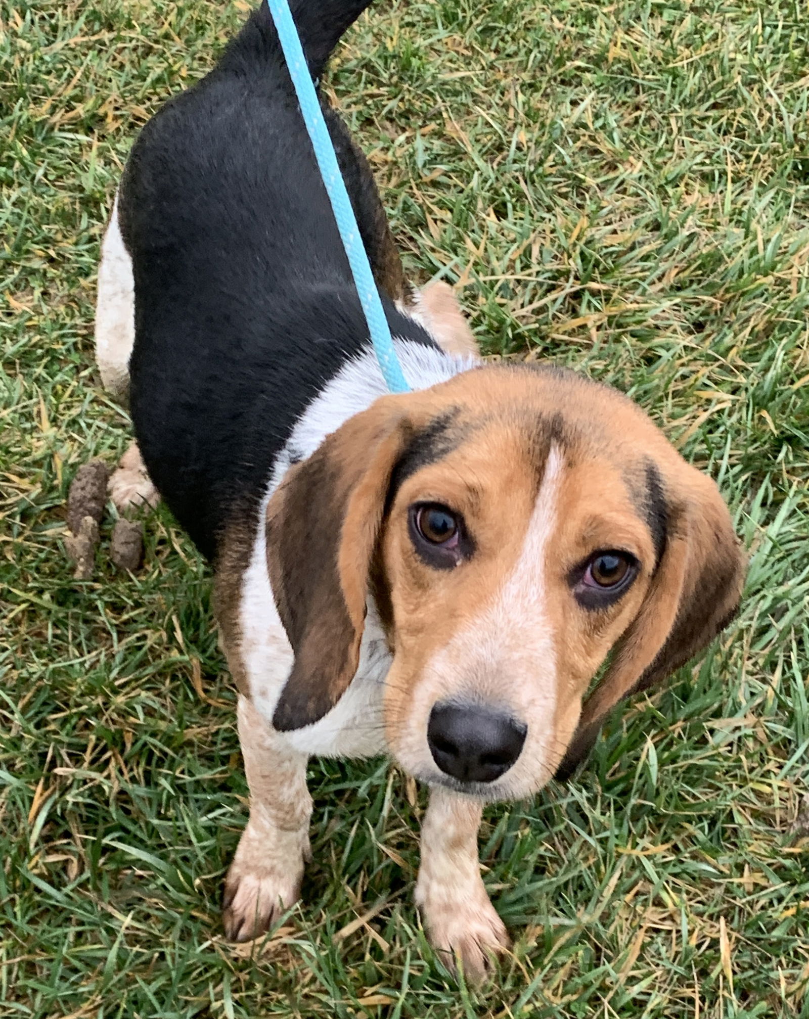 Dog For Adoption - Copper 2023, A Beagle In Cincinnati, Oh 