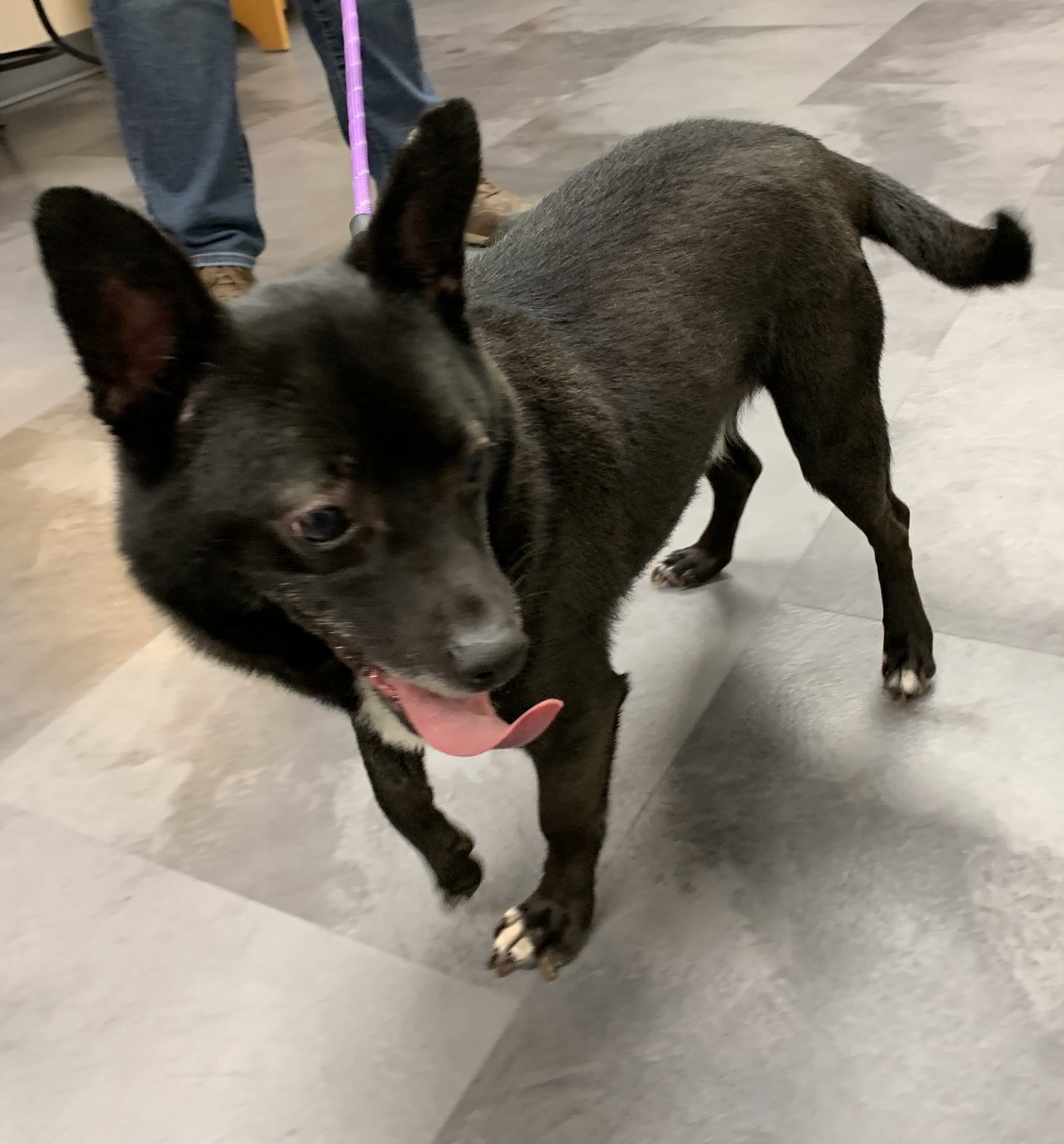 Dog for Adoption Skeeter 2023, a Schipperke in Middletown, OH Alpha Paw