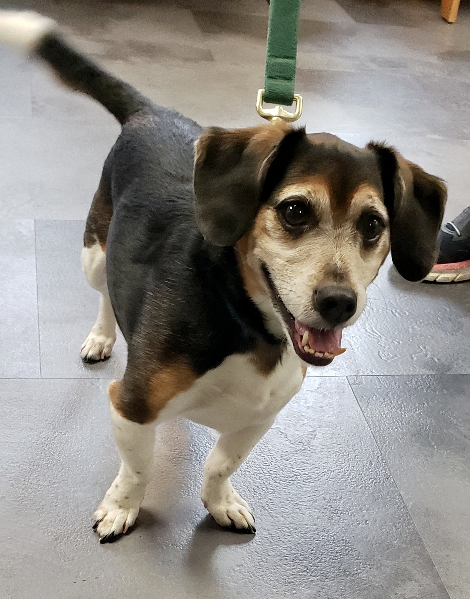 Dog for Adoption Beanie, a Dachshund in Middletown, OH Alpha Paw