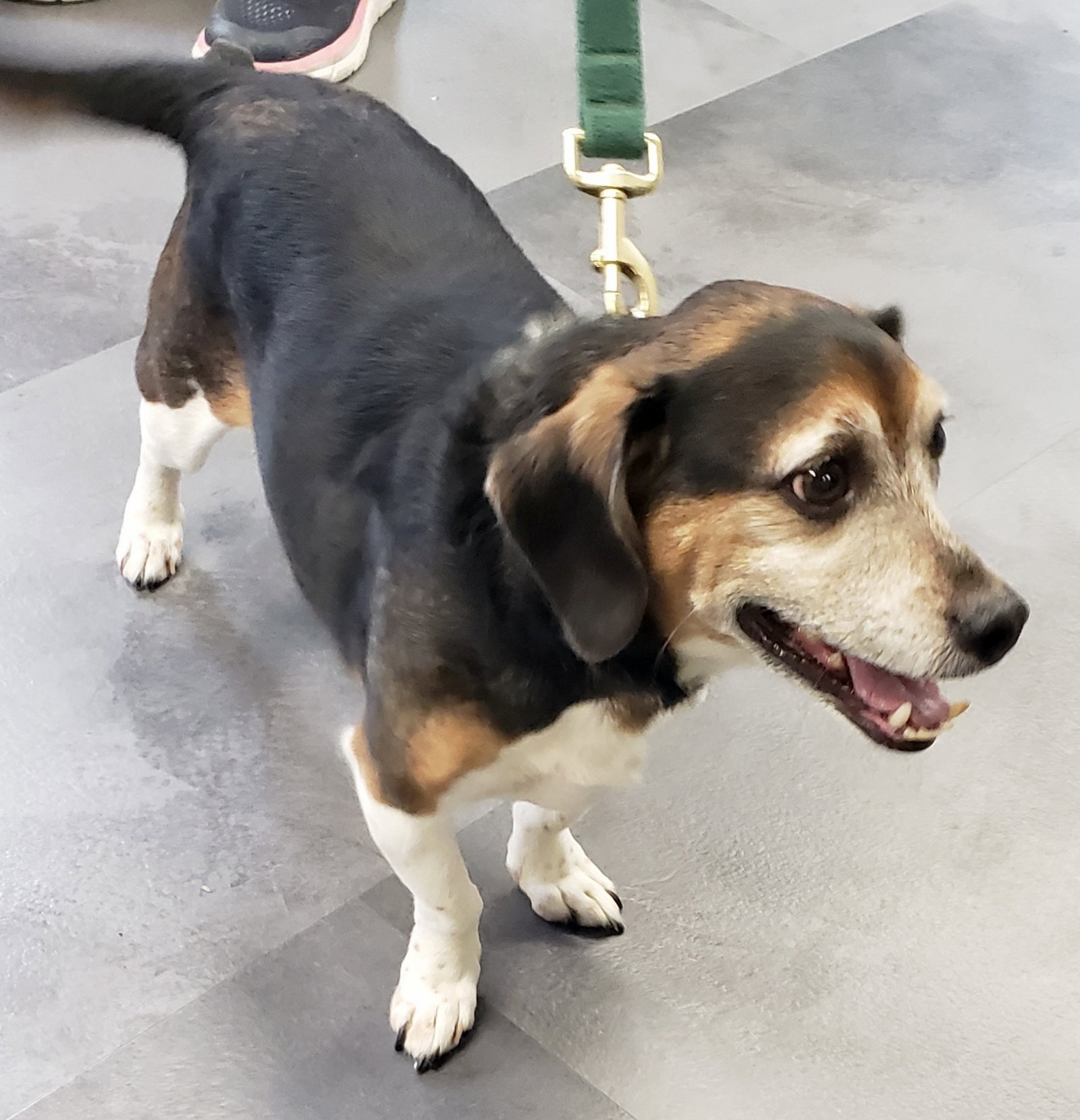 Dog for Adoption Beanie, a Dachshund in Middletown, OH Alpha Paw