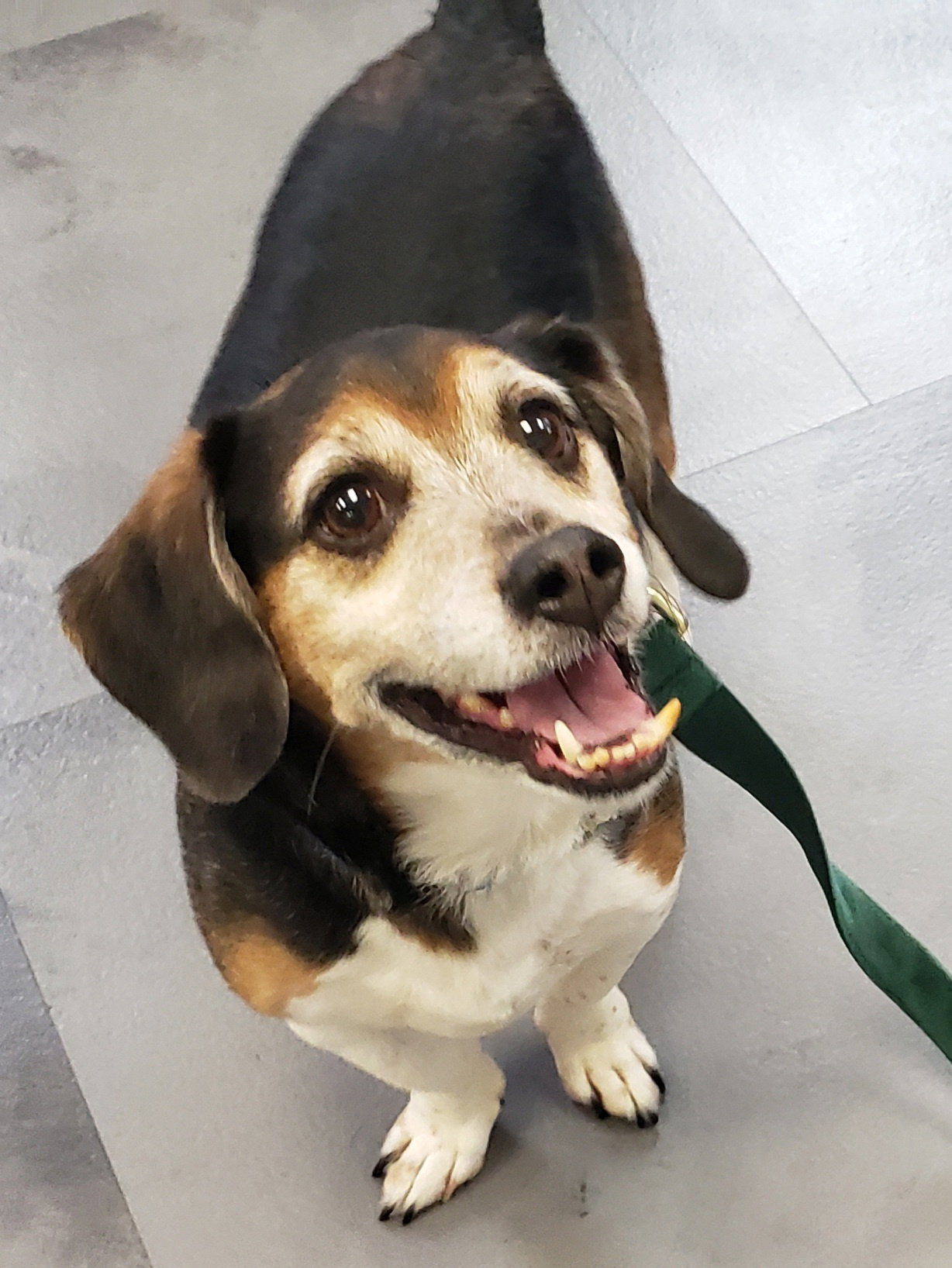 Dog for Adoption Beanie, a Dachshund in Middletown, OH Alpha Paw