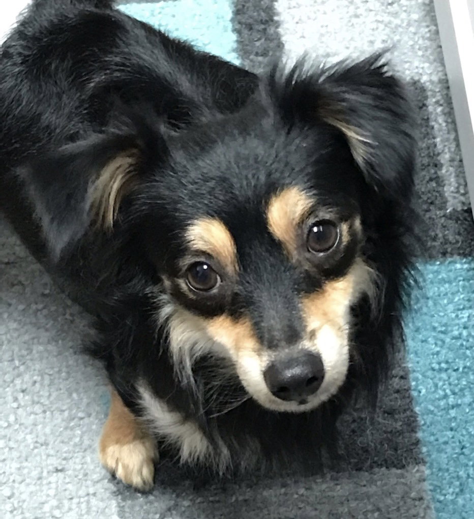 Dog for Adoption Smudge, a Chihuahua in Xenia, OH Alpha Paw
