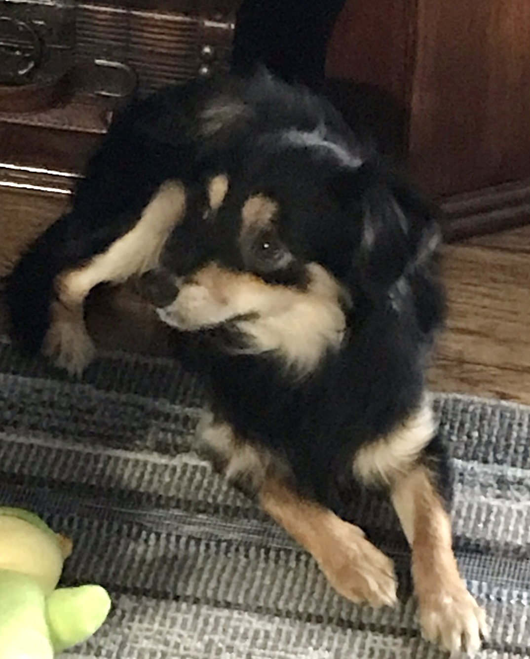 Dog for Adoption Smudge, a Chihuahua in Xenia, OH Alpha Paw