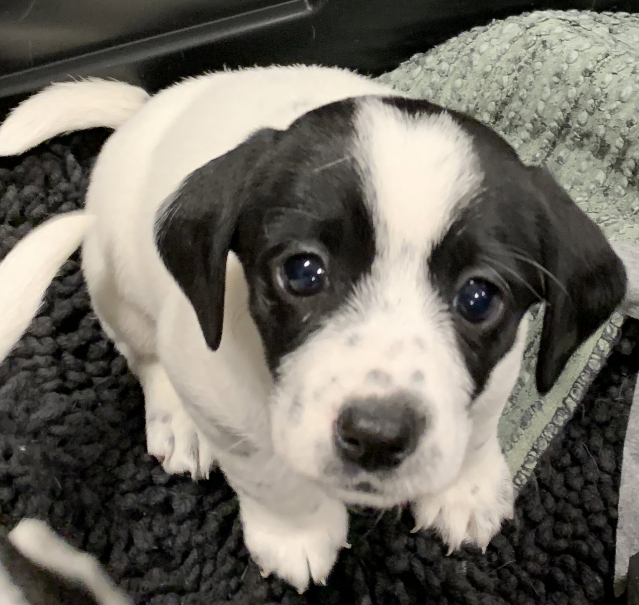 Dog for Adoption Tonks Emmie 2023 litter, a Rat Terrier in Batavia