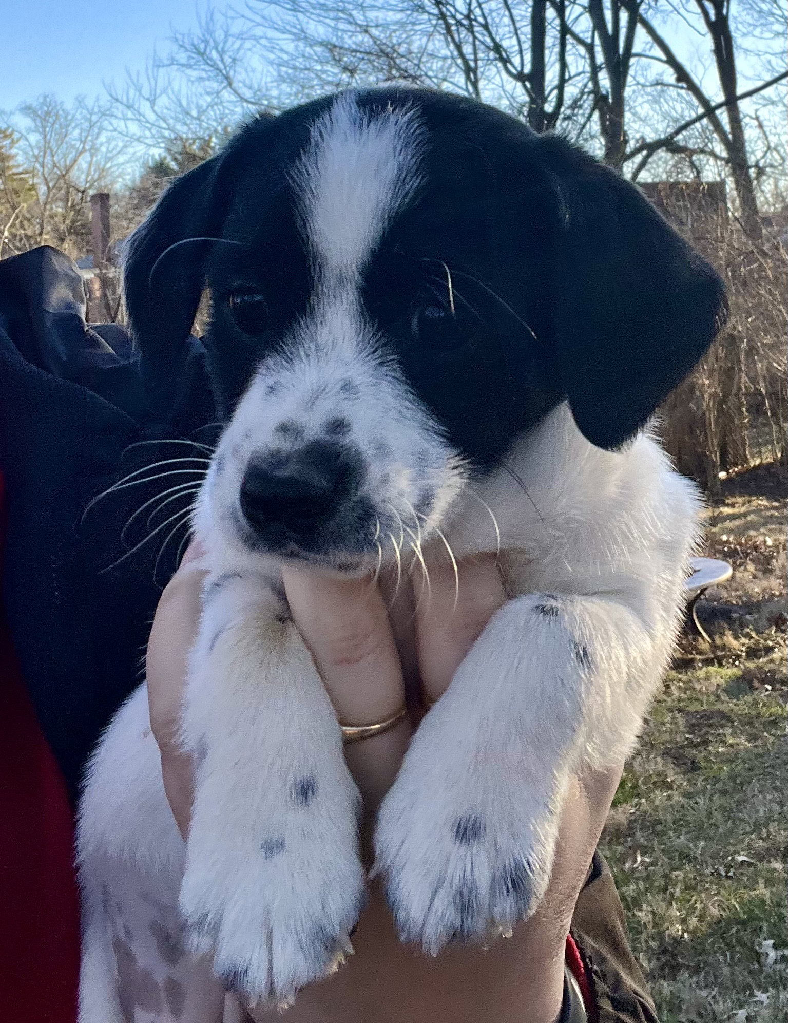 Dog for Adoption Tonks Emmie 2023 litter, a Rat Terrier in Batavia