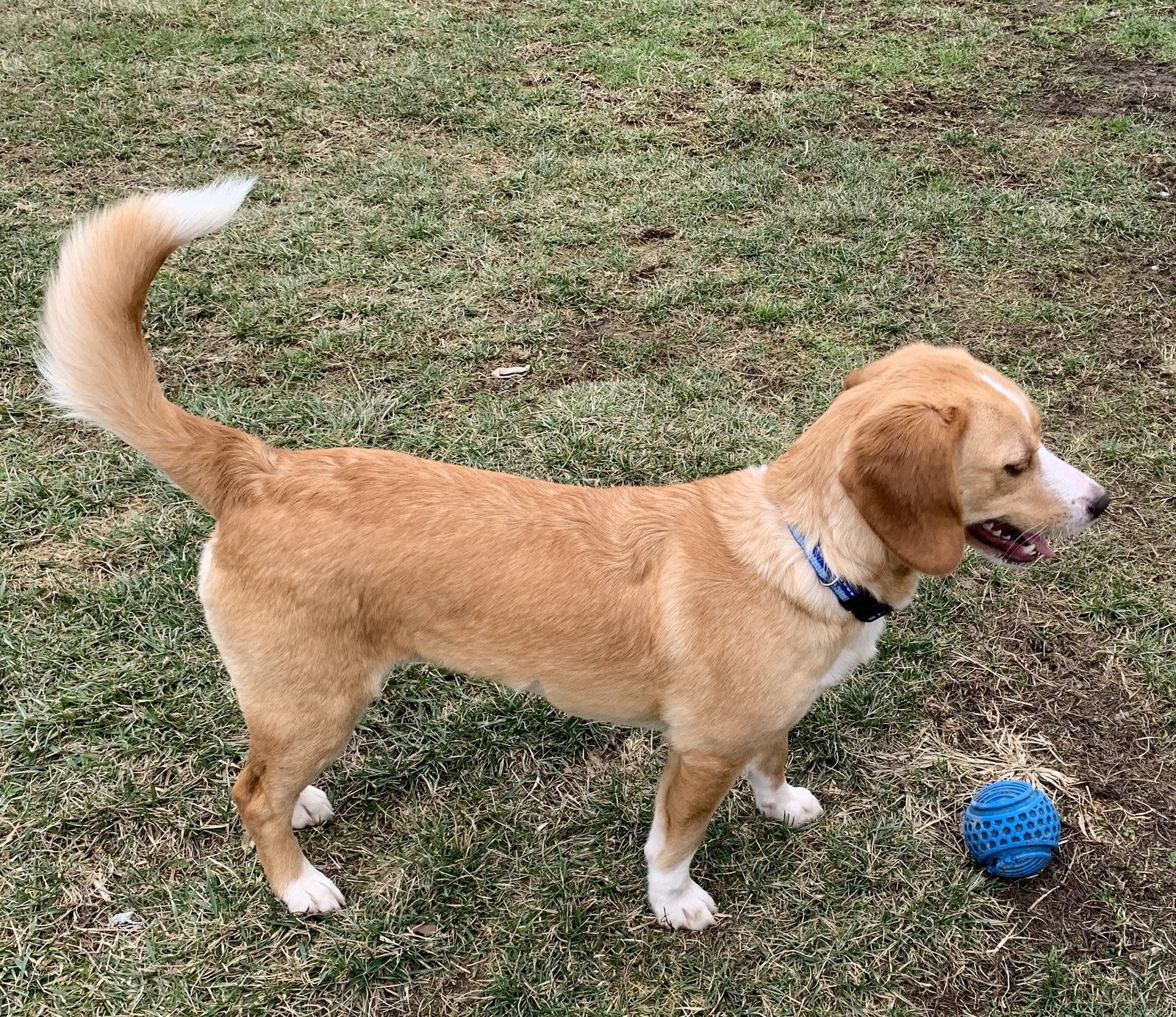 Dog for Adoption Kendall, a Border Collie in Farmersville, OH Alpha Paw