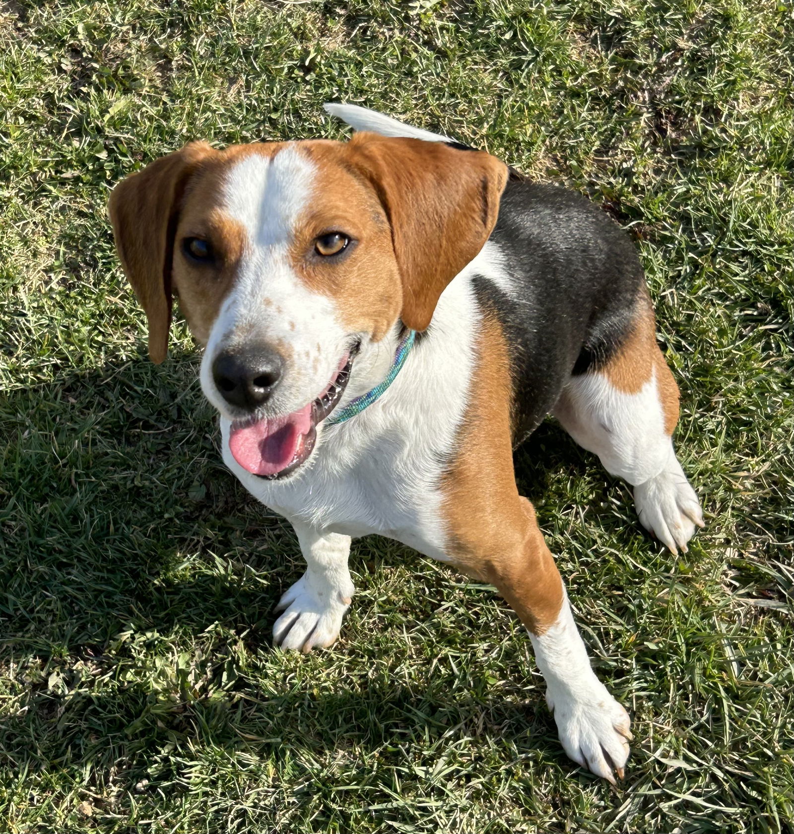 Dog for Adoption - Hobo, a Beagle in Wilberforce, OH | Alpha Paw