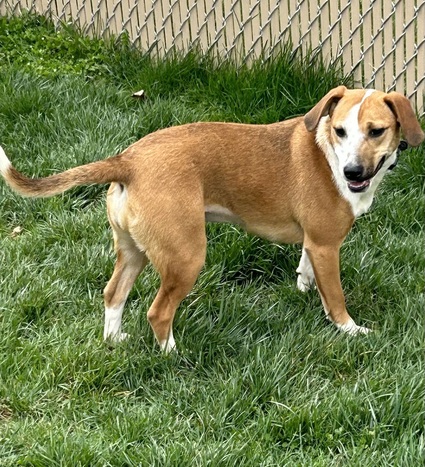 dog-for-adoption-toodles-a-labrador-retriever-in-augusta-ky-alpha-paw