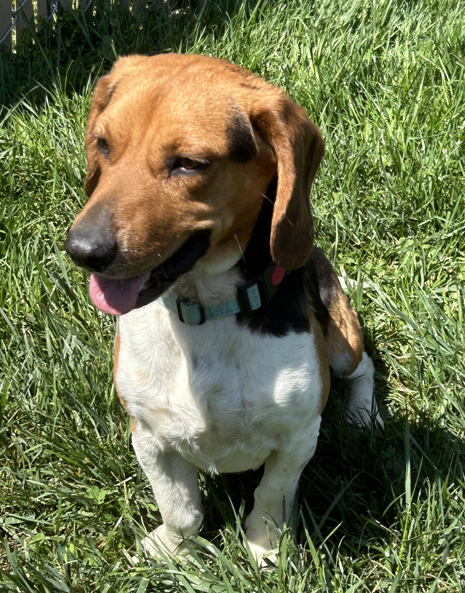 Dog for Adoption Gary, a Beagle in Dry Ridge, KY Alpha Paw