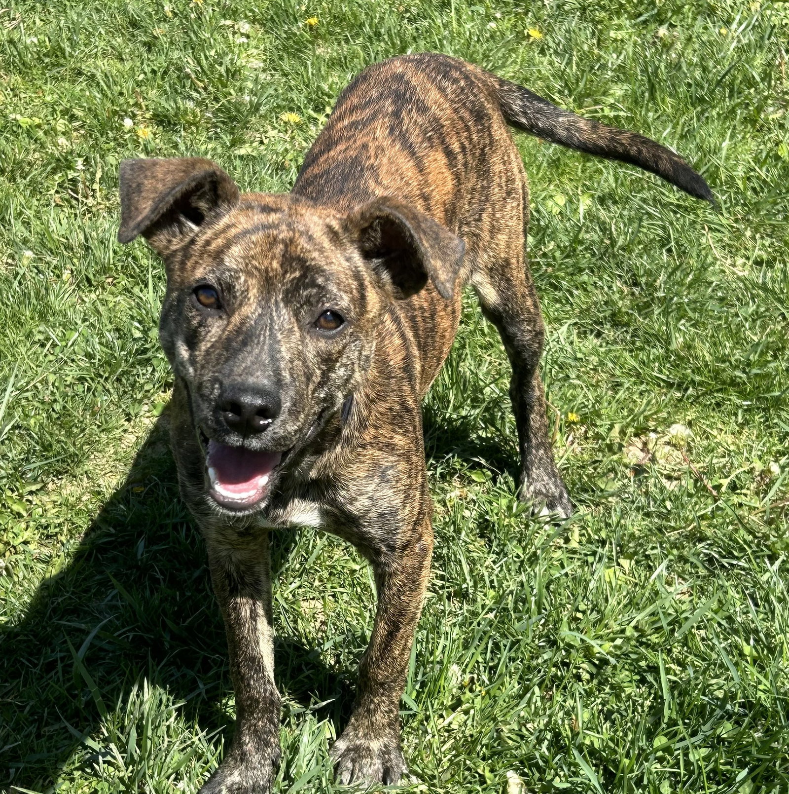 Dog for Adoption Taffy, a Mountain Cur in Oxford, OH Alpha Paw