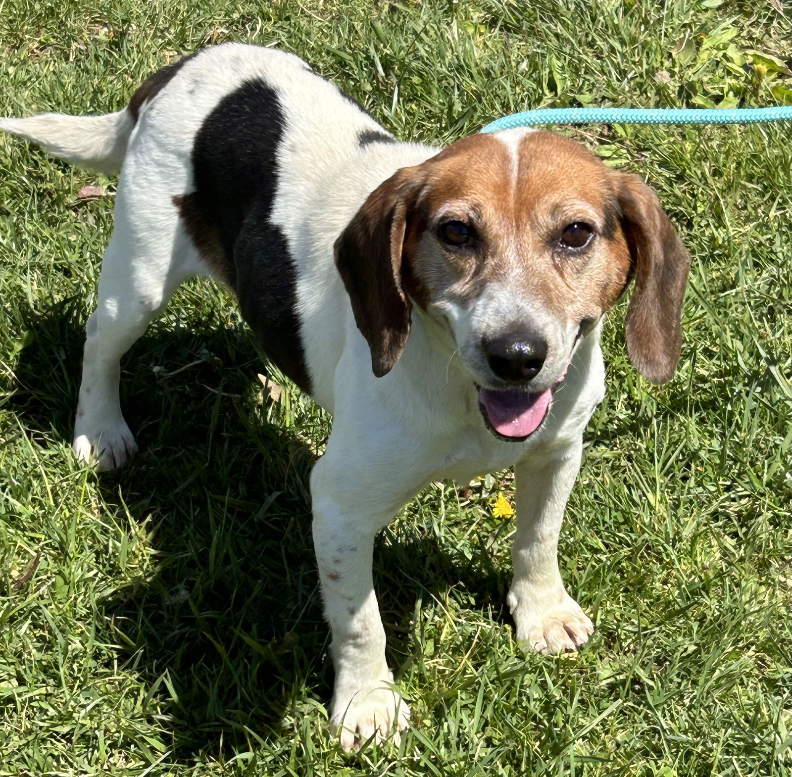 Dog for Adoption - Farley, a Beagle in Hamilton County, OH | Alpha Paw