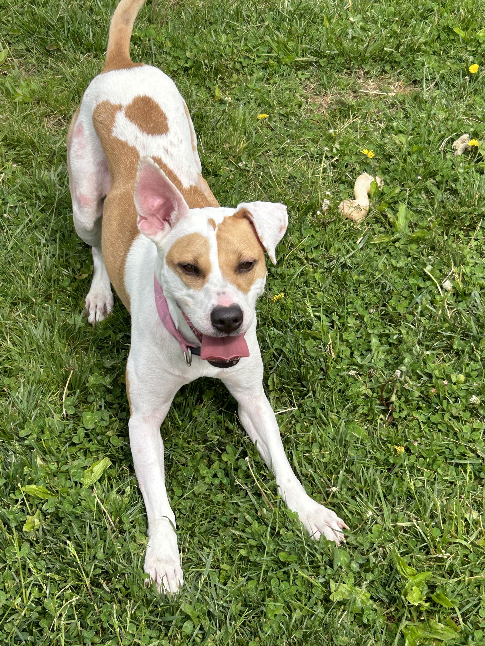 Dog for Adoption - Lolo, a American Bulldog in The Village Of Indian ...