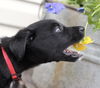 Quince - Daffodil Litter