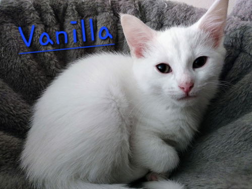 Vanilla - Sweet Treats Litter