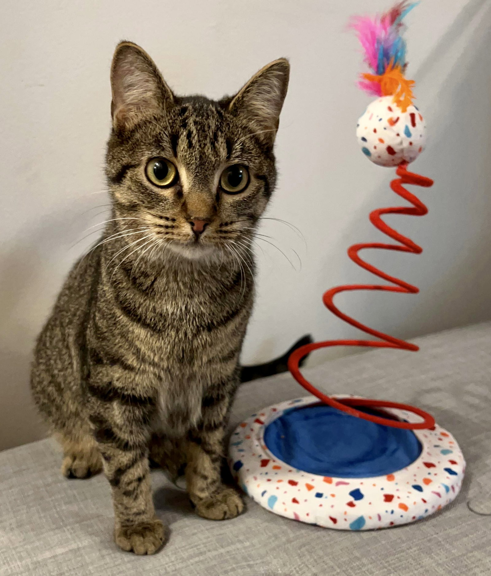 Cats for Adoption in Cincinnati, Ohio Alpha Paw