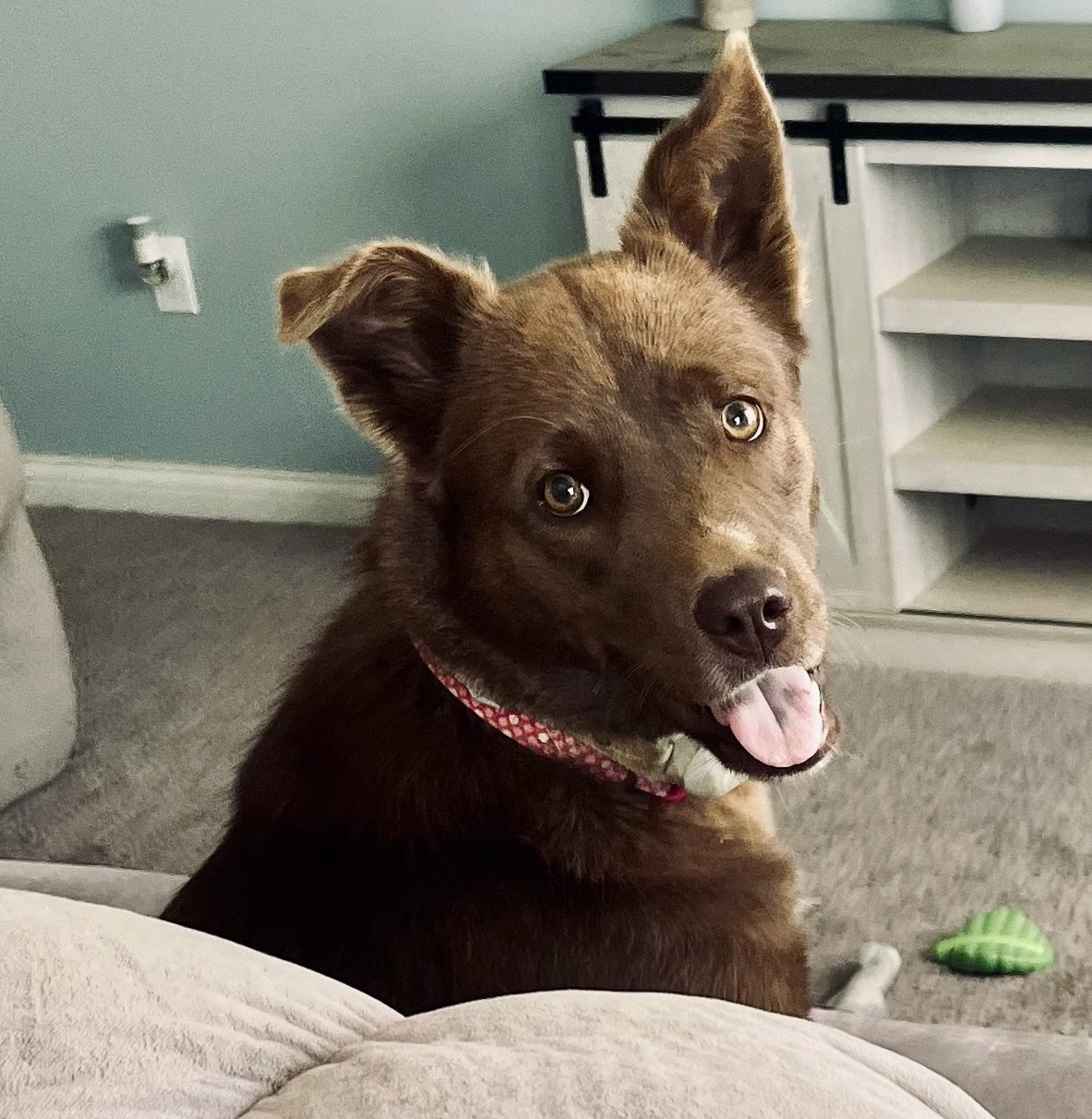 Dog for Adoption Bella fka Ariel, a Husky in Francisville, KY Alpha Paw