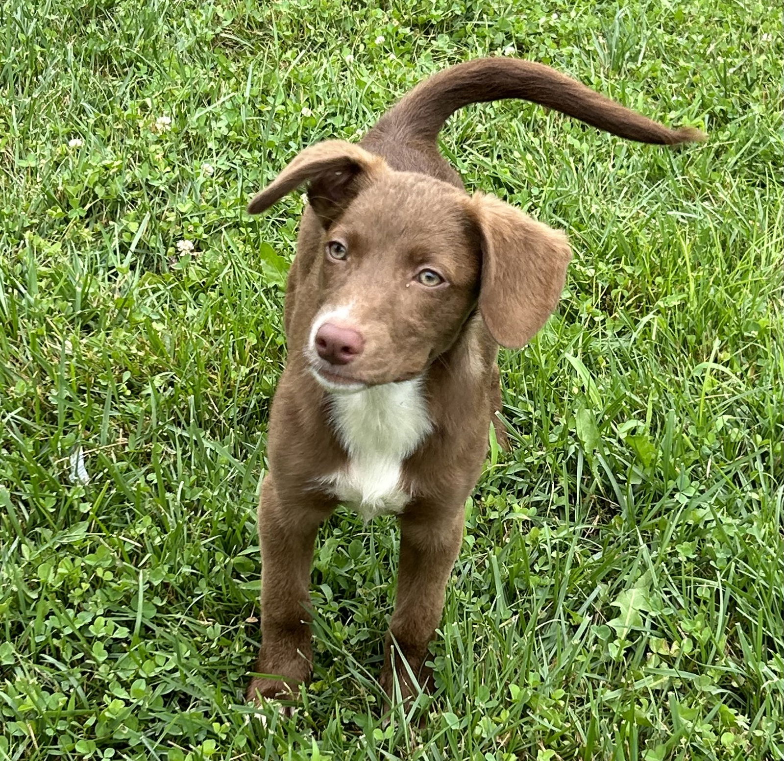 dog-for-adoption-munchy-a-mountain-cur-in-goshen-oh-alpha-paw