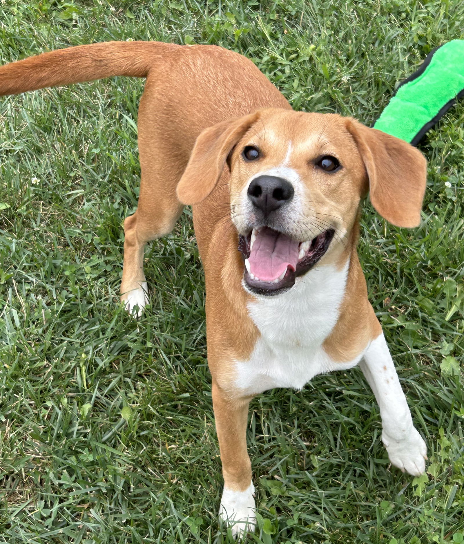 Dog for Adoption - Pam - The Office Gang, a Beagle in Kettering, OH ...