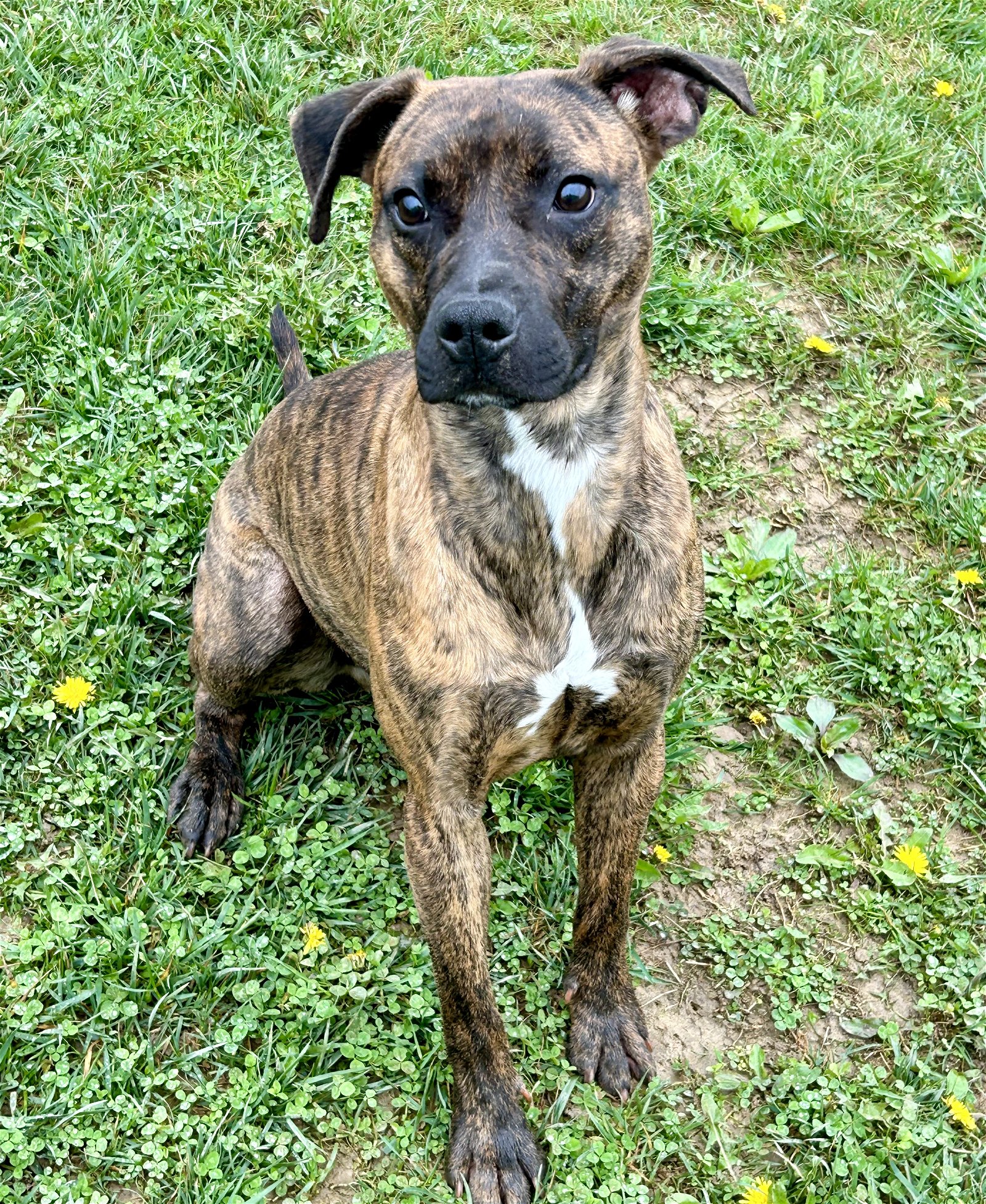 adoptable Dog in Cincinnati, OH named Munchy