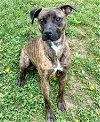 adoptable Dog in , OH named Munchy