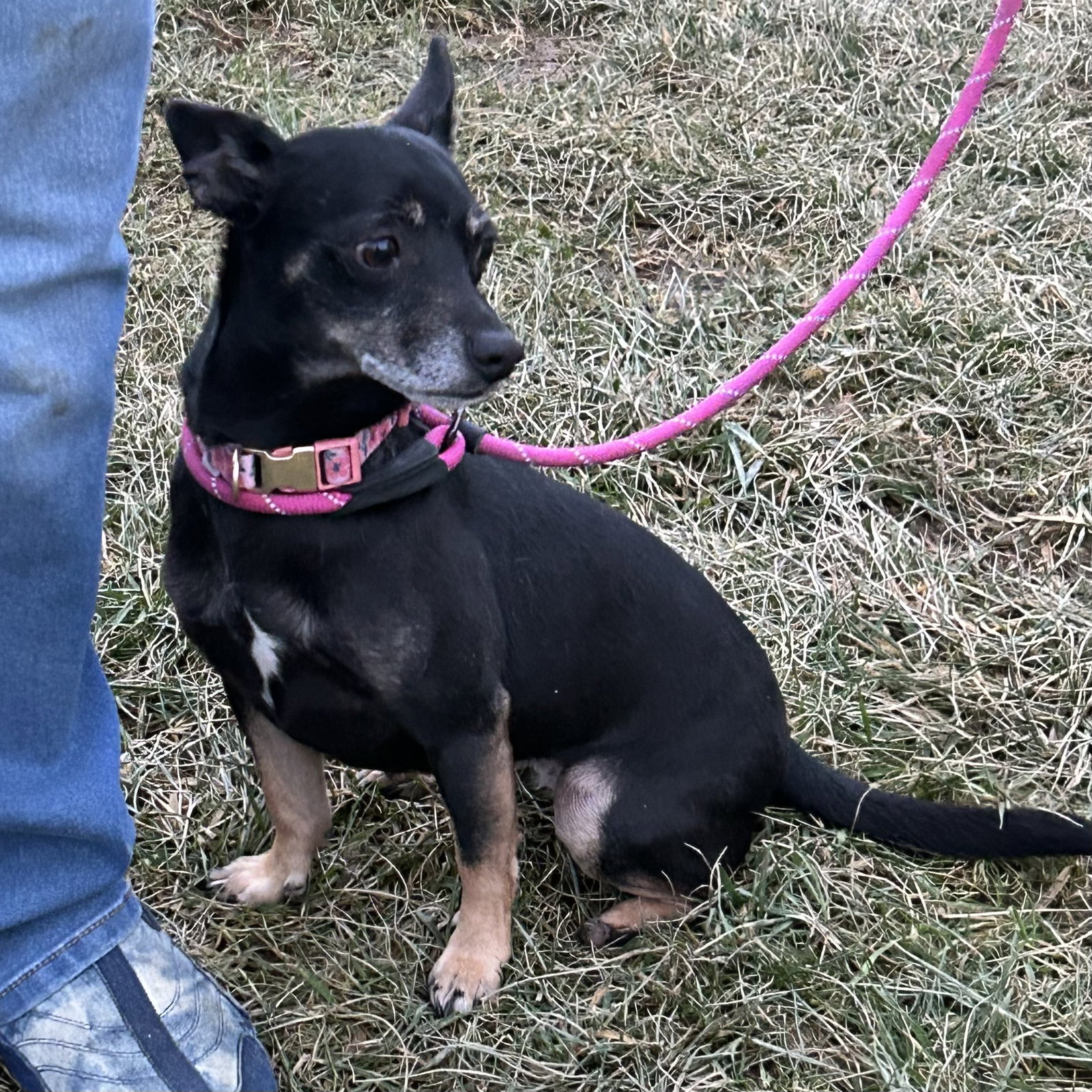 Dog for Adoption Jojo 2023, a Chihuahua in Warren County, OH Alpha Paw