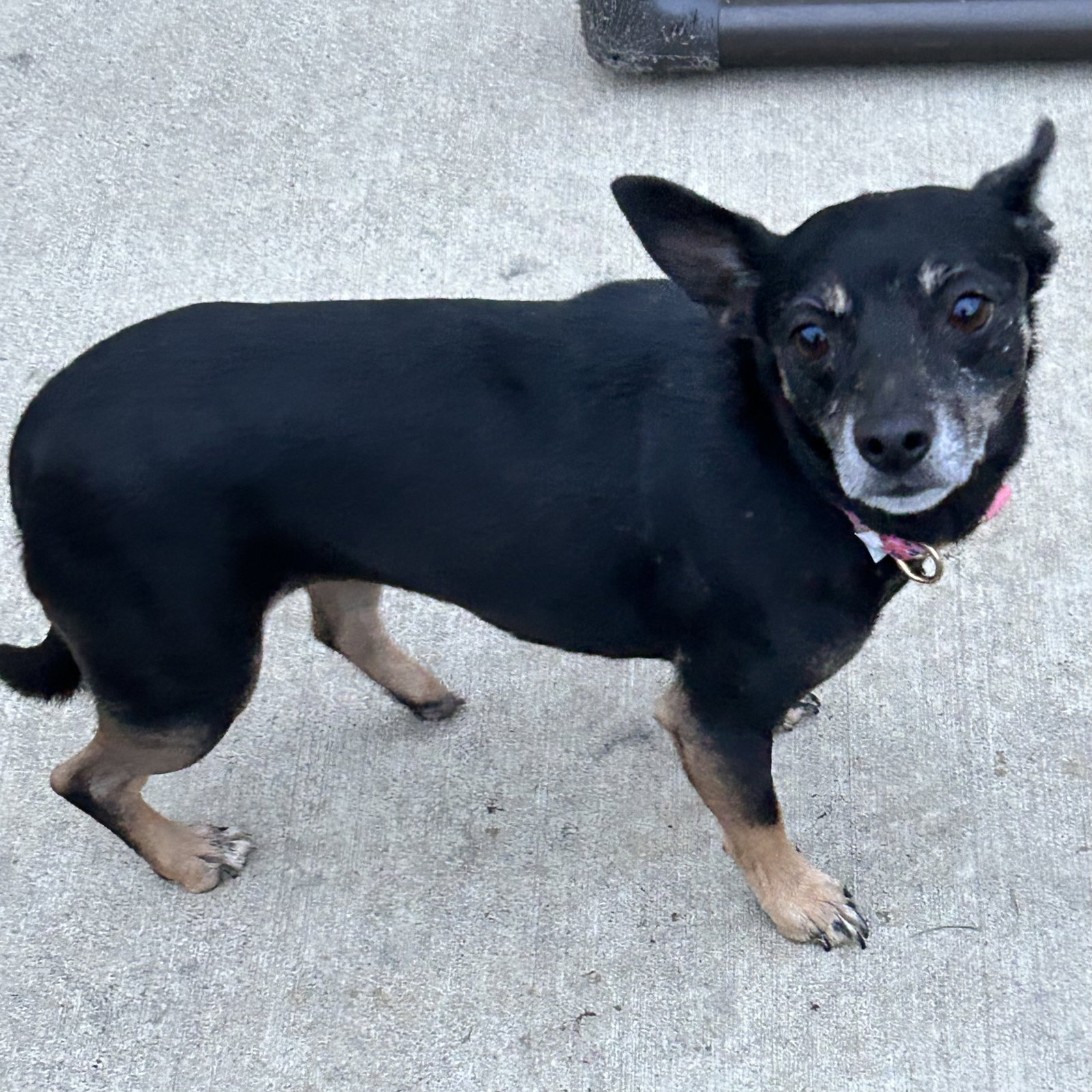 Dog for Adoption Jojo 2023, a Chihuahua in Warren County, OH Alpha Paw