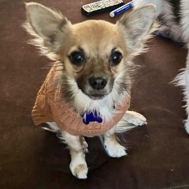 Dog for Adoption Gomez 2024, a Chihuahua in Amelia, OH Alpha Paw