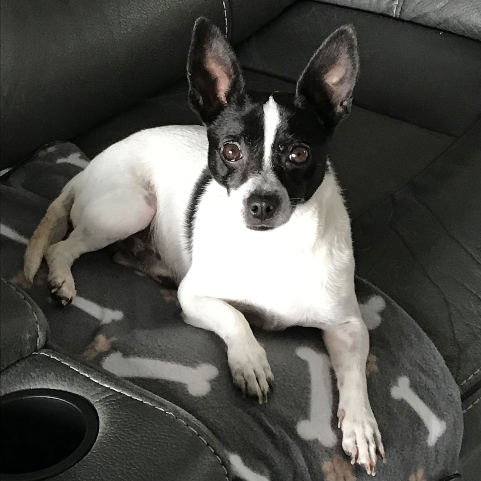 Dog for Adoption Scottie 2024, a Rat Terrier in Adams County, OH