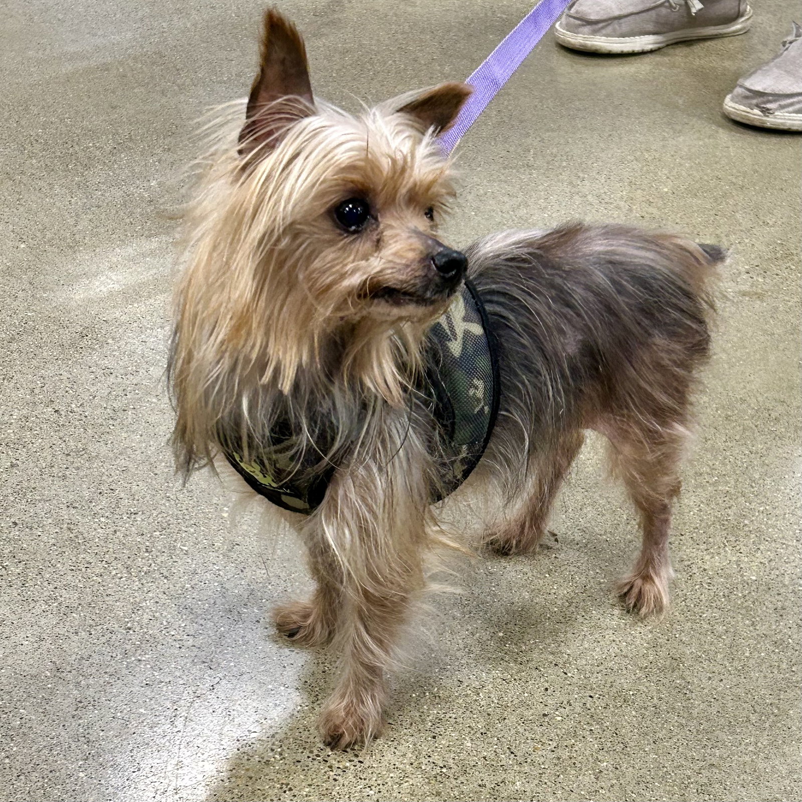Dog for Adoption Zaxby, a Yorkshire Terrier Yorkie in Xenia, OH