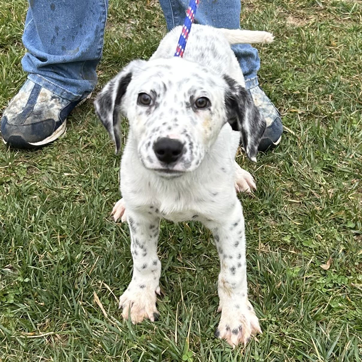 Dog for Adoption - Patch 2024, a Dalmatian in Deer Park, OH | Alpha Paw