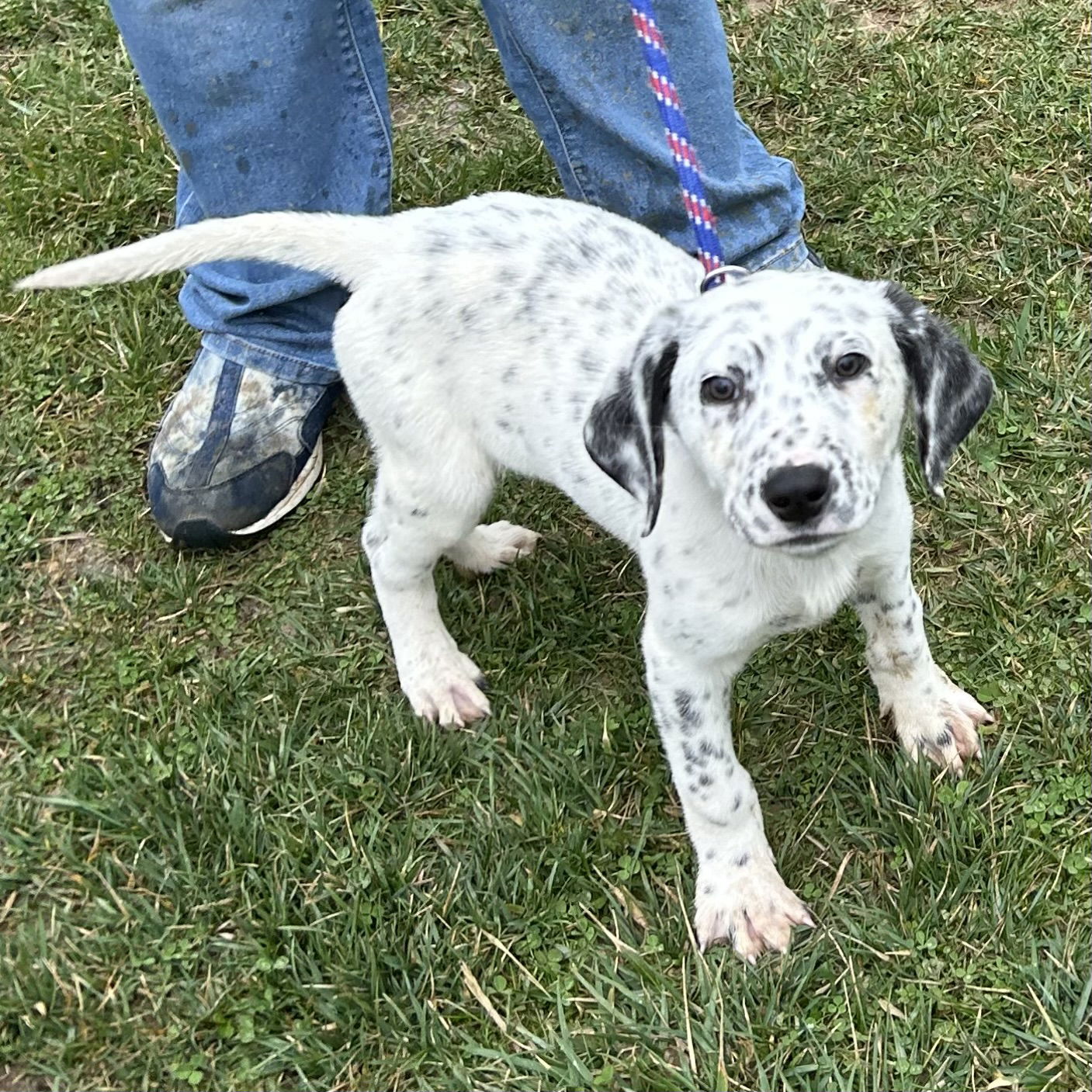 Dog for Adoption - Patch 2024, a Dalmatian in Deer Park, OH | Alpha Paw