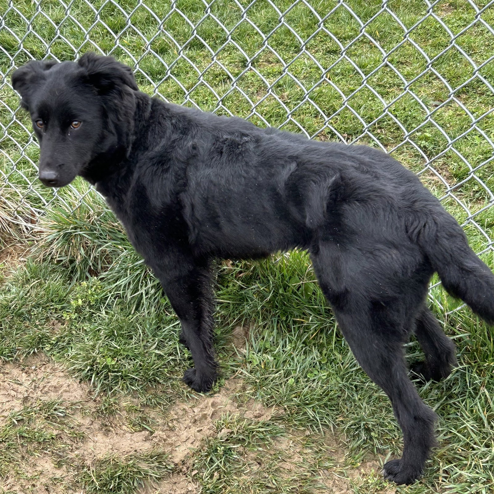Dog for Adoption Nala 2024, a Flatcoated Retriever in Xenia, OH