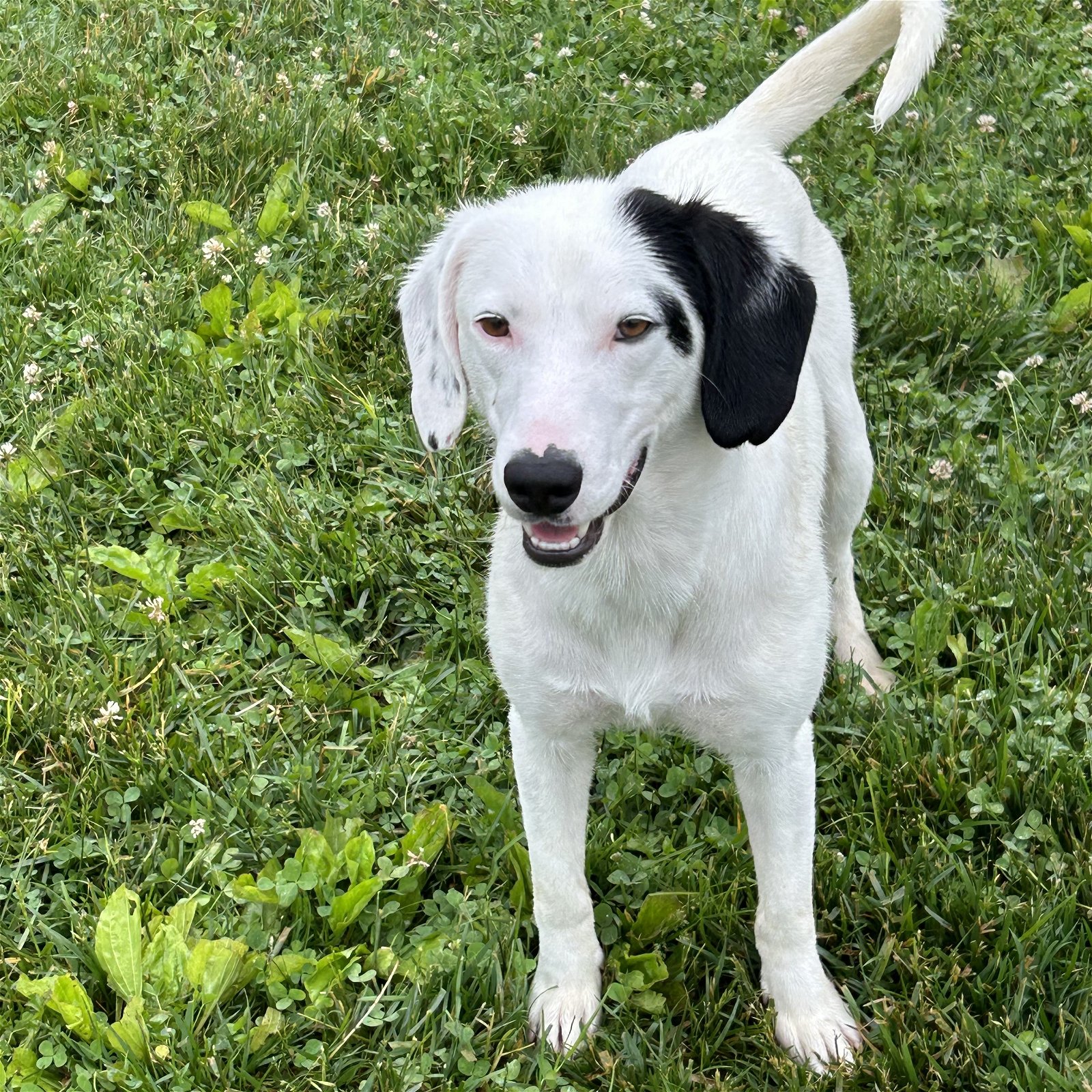 adoptable Dog in Cincinnati, OH named Teague