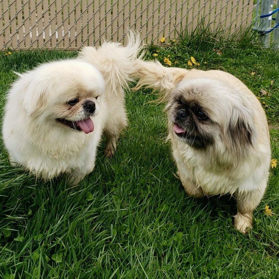 Dog for Adoption - Bubba (bonded with Princess), a Pekingese in The ...