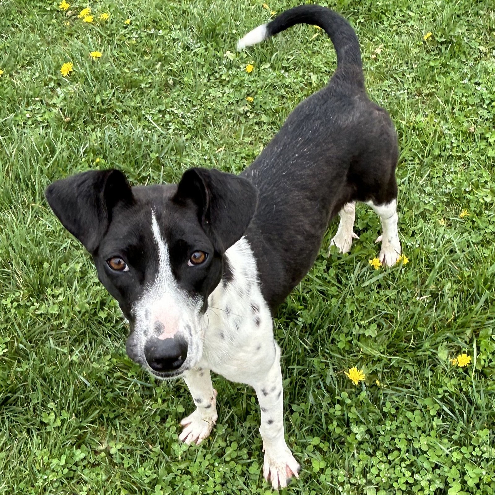 adoptable Dog in Cincinnati, OH named Pepita