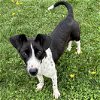 adoptable Dog in , OH named Pepita