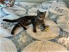 adoptable Cat in cincinnati, OH named Tempura