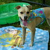 Maybelle