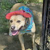 Maybelle