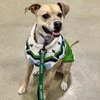 Maybelle - Photo 1
