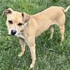 adoptable Dog in , OH named Maybelle