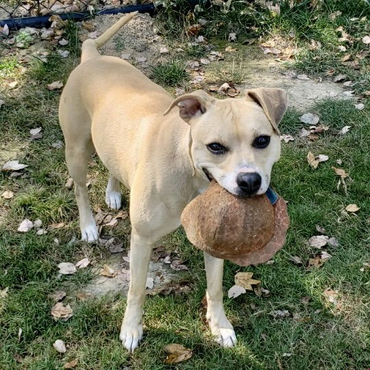 adoptable Dog in Cincinnati, OH named Maybelle