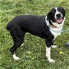 adoptable Dog in  named Jilly