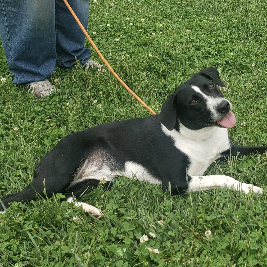 adoptable Dog in Cincinnati, OH named Jilly