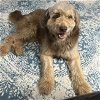 adoptable Dog in cincinnati, OH named Rufus 2024