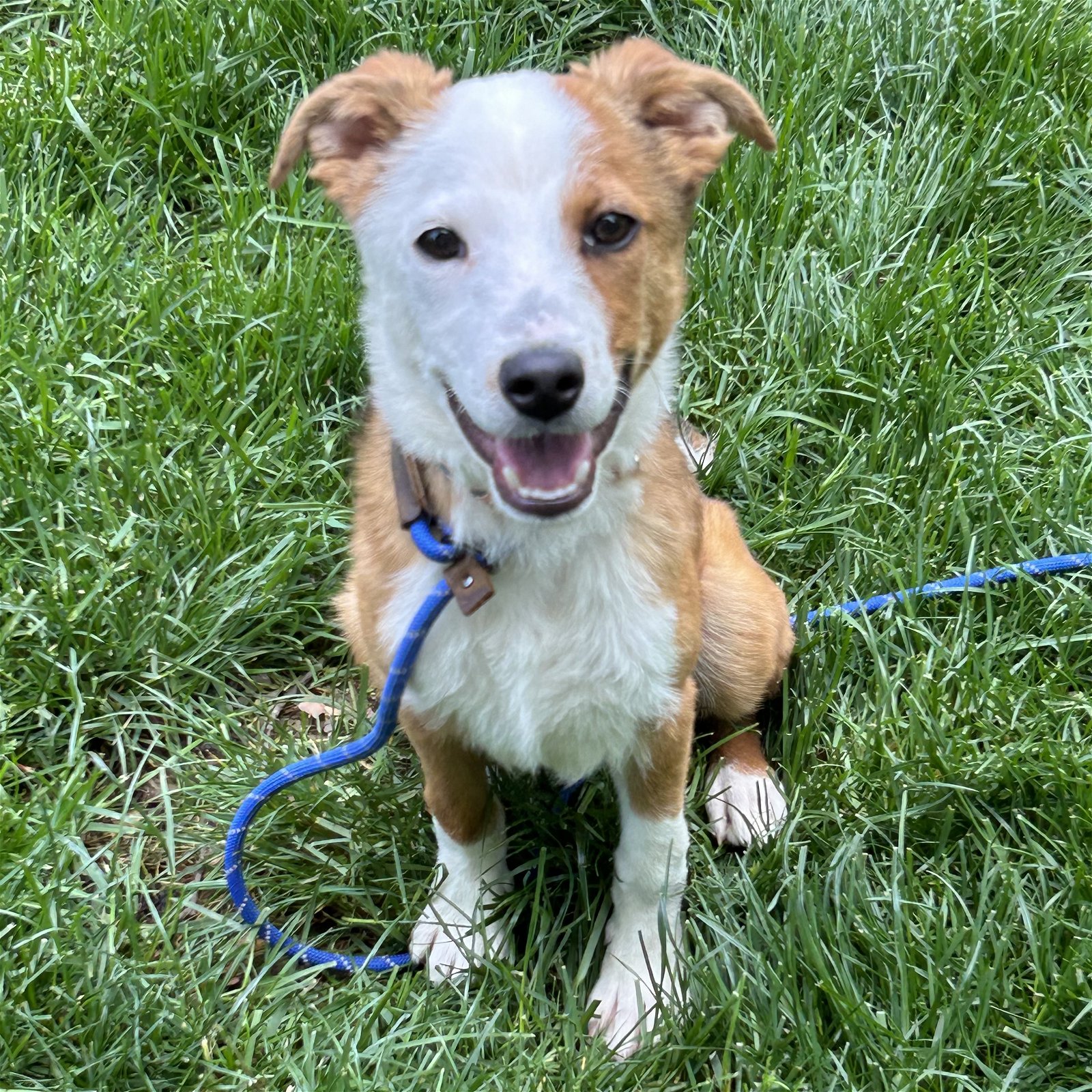 adoptable Dog in Cincinnati, OH named Stuart
