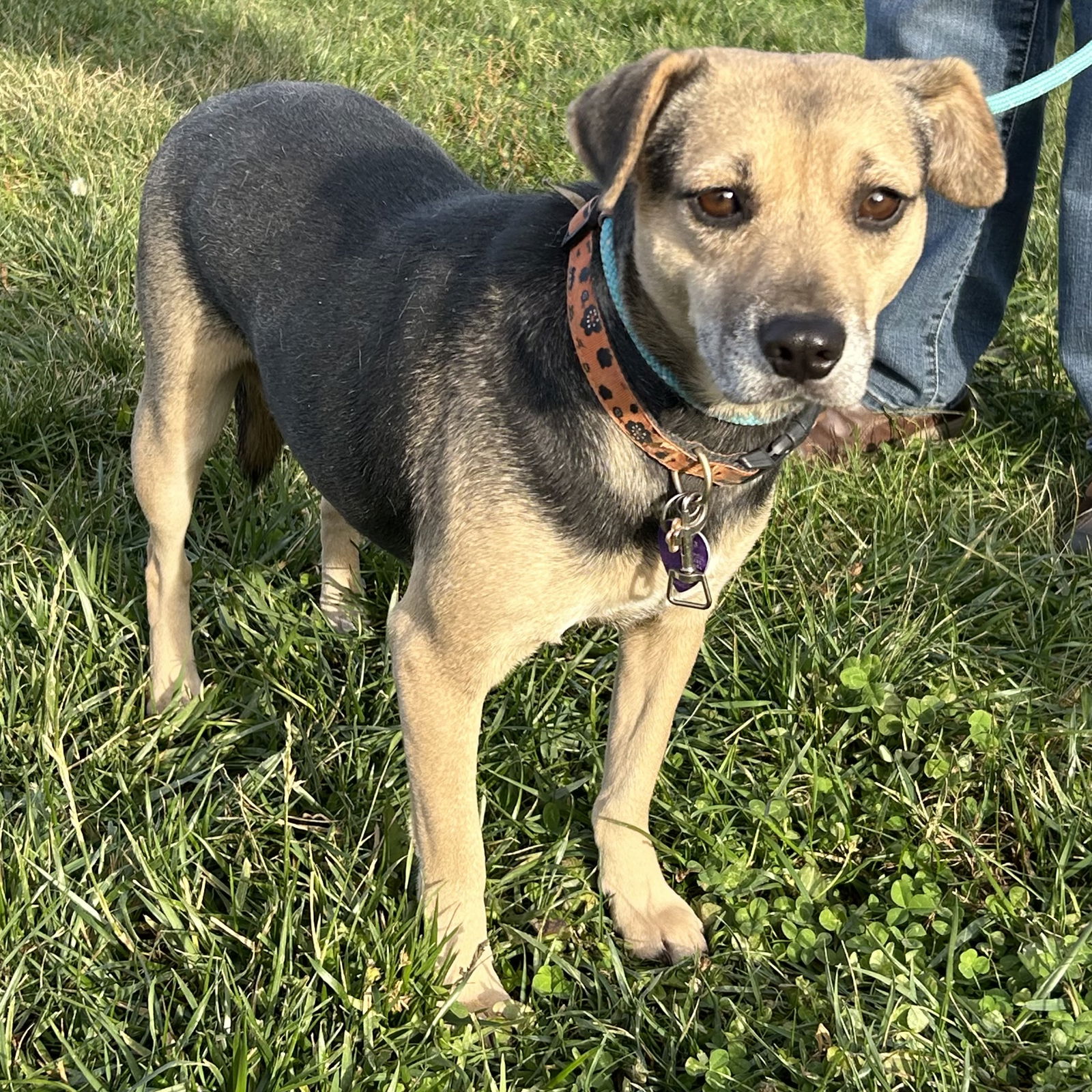 adoptable Dog in Cincinnati, OH named Patsy Puggle